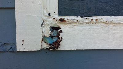 Fight against fungus and mold on wooden windows